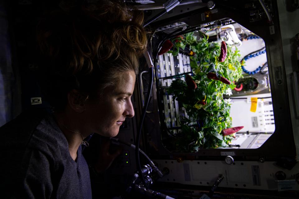 Astronaut Kayla Barron checks out the International Space Station's latest batch of hatch chiles. "Taco night, anyone?" Barron wrote on Instagram.