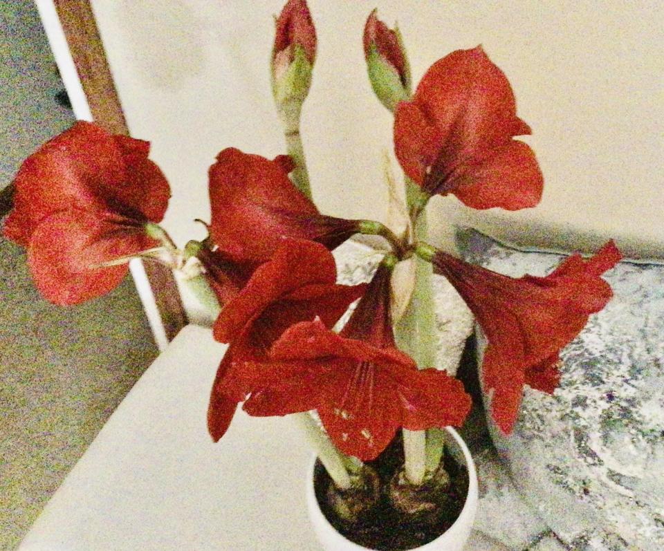 Amaryllis in bloom just after the new year. I have six bulbs and hope to keep them for next.