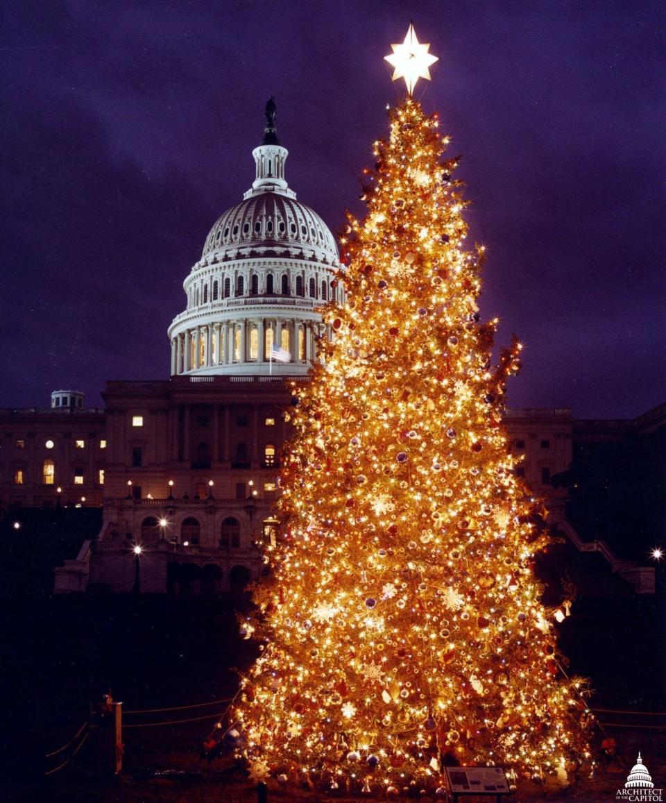 The 1998 Capitol Christmas Tree from the Pisgah National Forest in North Carolina, a Fraser fir.