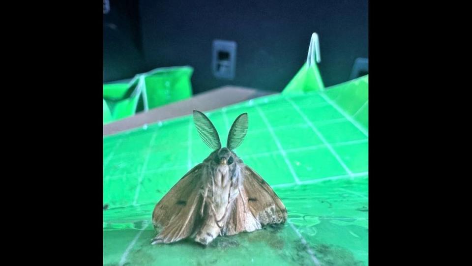 A spongy moth is seen sitting crisscross applesauce after it was caught in a trap on Aug. 14 in Thurston County, officials said.