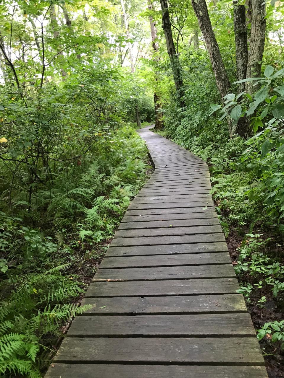 A wide wooden boardwalk meanders across lowlands along the Universal Trail at Norman Bird Sanctuary.