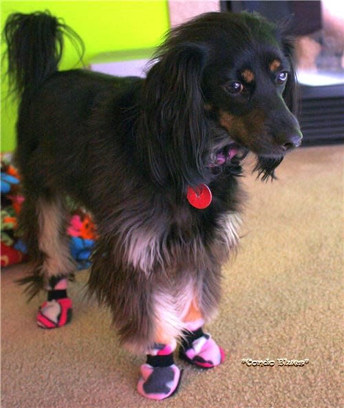 Dog Winter Accessories: Felt Boots