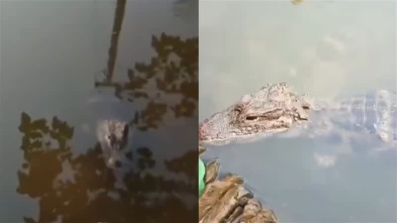 李女日前在微博分享揚子鱷「蹲守」的影片，引起熱議。（圖／翻攝自微博）