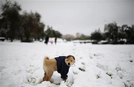 A dog stands in the snow at a park in Jerusalem December 12, 2013. REUTERS/Amir Cohen