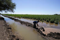 Adan Vallejo crea un pequeño muro de barro para manejar el riego de una plantación de algodón en el Ejido Mezquital de México el 14 de agosto del 2022. El río Colorado llega cada vez con menos agua a México desde EEUU. (AP Photo/Gregory Bull)