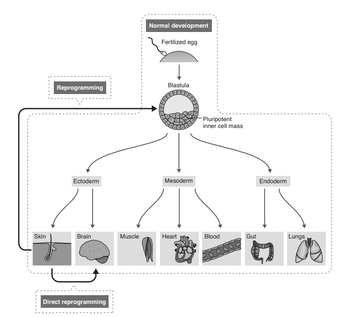 Diagram 12.1