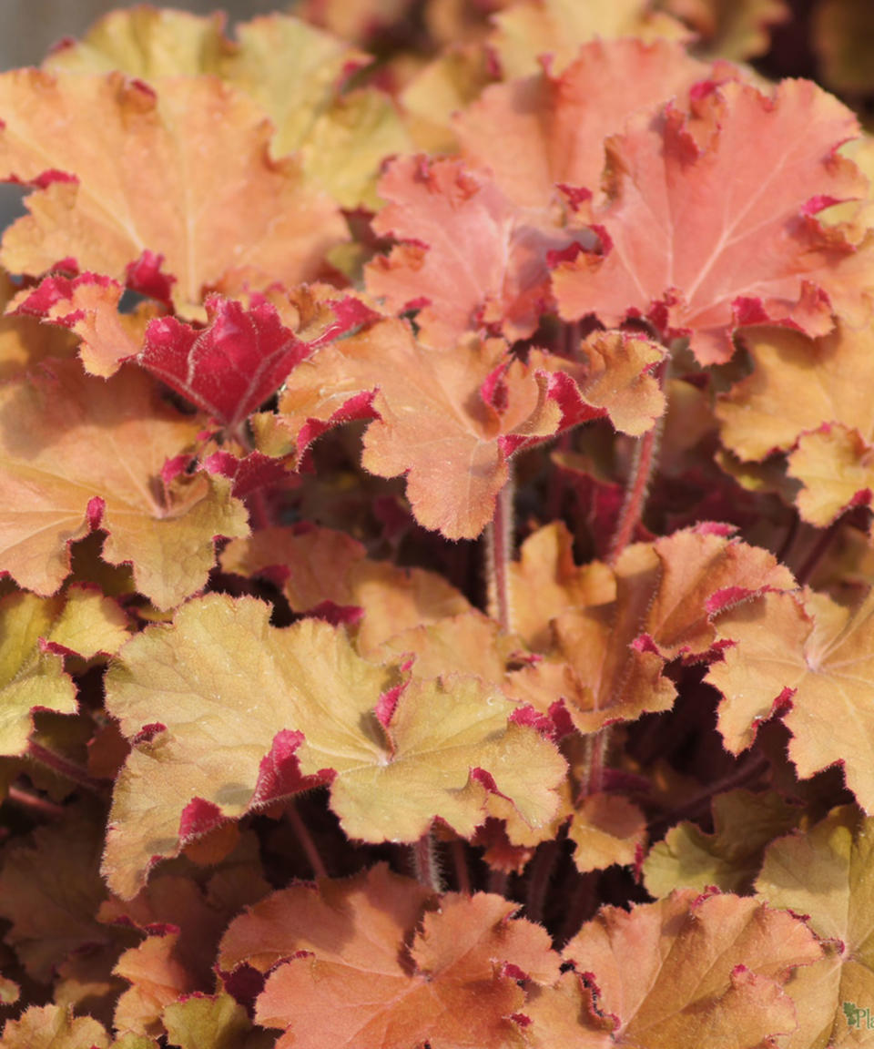 Heuchera 'Tangerine Wave'