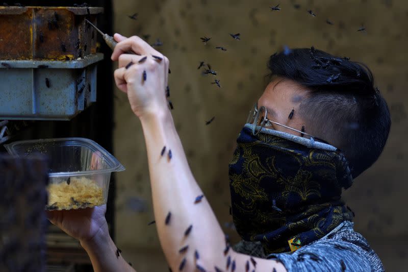 Insectta, the first urban insect farm in Singapore