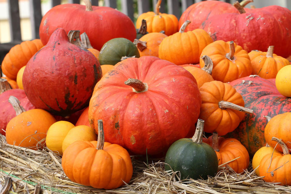 Pumpkin Facts (Getty Images / iStockphoto)