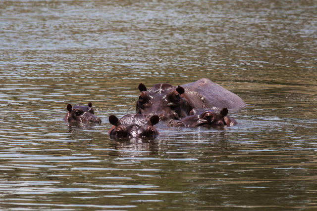 Nilpferde schwimmen in einem See in der Nähe von Hacienda Napoles, der Park war einst im Besitz von Pablo Escobar. - Copyright: Juancho Torres/Kontributor/Getty Images