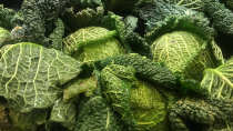 <p> While cabbage might have fallen off your radar amongst trendier superfoods, it certainly packs a punch when it comes to hydration. The cruciferous vegetable has an estimated 92 per cent water content, and can be cooked sautéed or made into a soup. It is also a source of antioxidants called glucosinolates, which <a href="https://www.ncbi.nlm.nih.gov/pubmed/23679237" rel="nofollow noopener" target="_blank" data-ylk="slk:research;elm:context_link;itc:0;sec:content-canvas" class="link ">research</a> has found may protect against certain forms of cancer. </p>