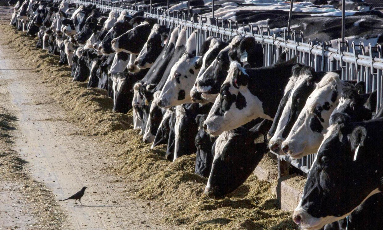 <span>Dairy cattle feed at a farm near Vado, New Mexico, in March 2017. </span><span>Photograph: Rodrigo Abd/AP</span>