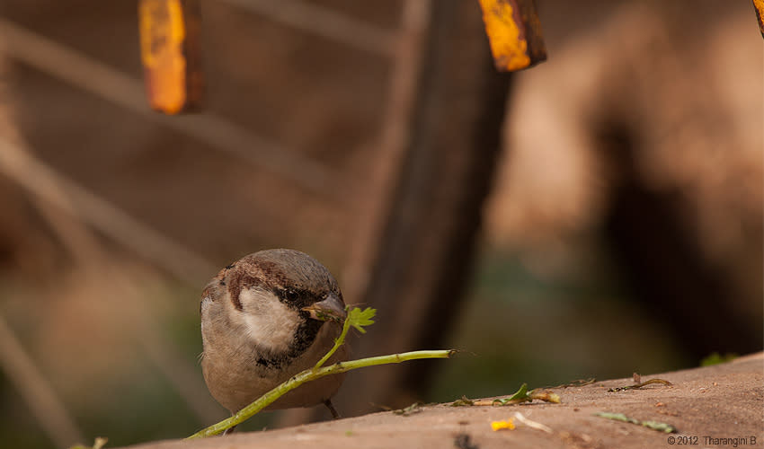 Food isn't something to fuss about, as sparrows are known to eat over 800 different types of food .