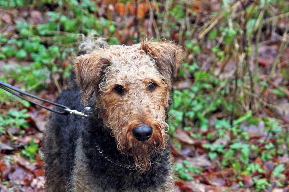 Airedale terrier on a hike in the woods