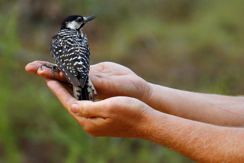 FILE - A red-cockaded woodpecker looks to a biologist as it is released back into in a long leaf pine forest at Fort Bragg in North Carolina on July 30, 2019. Birding’s popularity soared during the pandemic, when people were eager to get outside. Merlin, a free app, is able to identify birds solely by sound. (AP Photo/Robert F. Bukaty, File)