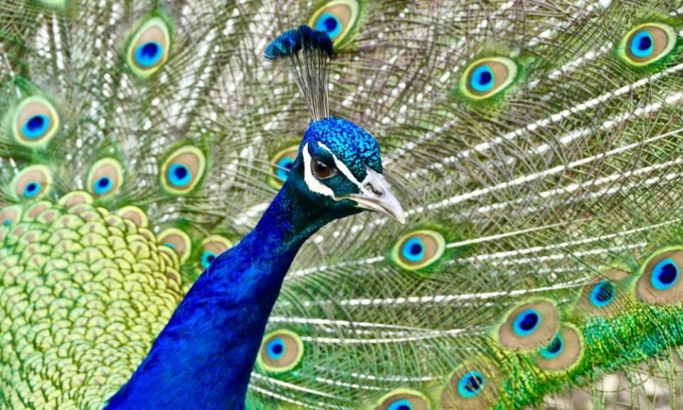 A peacock