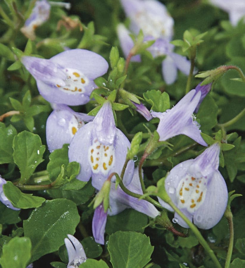 Small purple flower