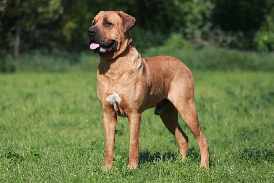 beautiful japanese mastiff tosa inu dog against green natural background