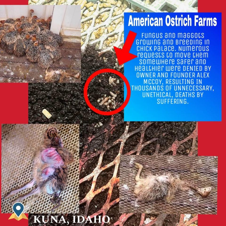 The overlay text says: “Fungus and maggots growing and breeding in chick palace. Numerous requests to move them somewhere safer were denied by owner and founder Alex McCoy, resulting in thousands of unnecessary, unethical deaths by suffering.”