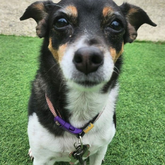 Poppy is a gentle and friendly girl who is missing her home comforts. She is estimated to be 12 years old and she loves to sit on the sofa with you and is a very loyal little lady. Typical of jack russells, she is ok with dogs out and about but much prefers people, so should be the only pet in the home. She could live with children over 14+ just as she is used to a quieter life.