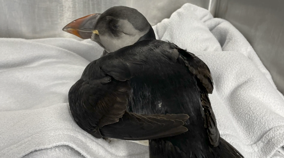 Hope for Wildlife, Nova Scotia: Injured puffin (submitted)