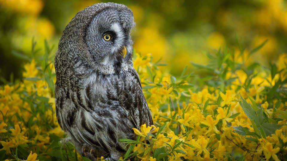 The great gray owl shuns traditional hooting in favor of a low-pitched hooing. - Adobe Stock