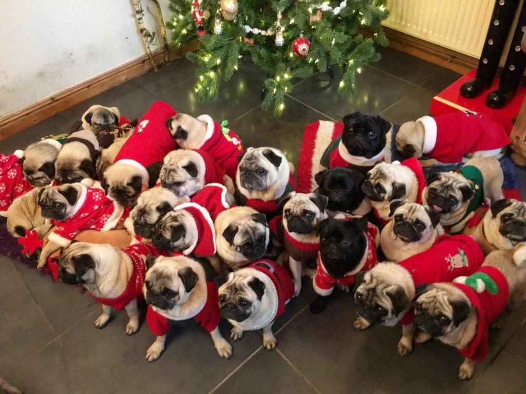 The gang's all here! Well, almost. It's hard to get all 30 pugs in one photo. (Photo: Courtesy of Instagram/bubblebeccapugs)