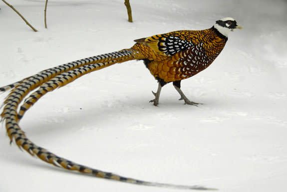 Males of this large pheasant species are stunning in the snow. At nearly 8 feet, they have the longest tail feathers of any bird. Their elegant feathers were once coveted for costume decoration, but now these birds' main threat is the continued