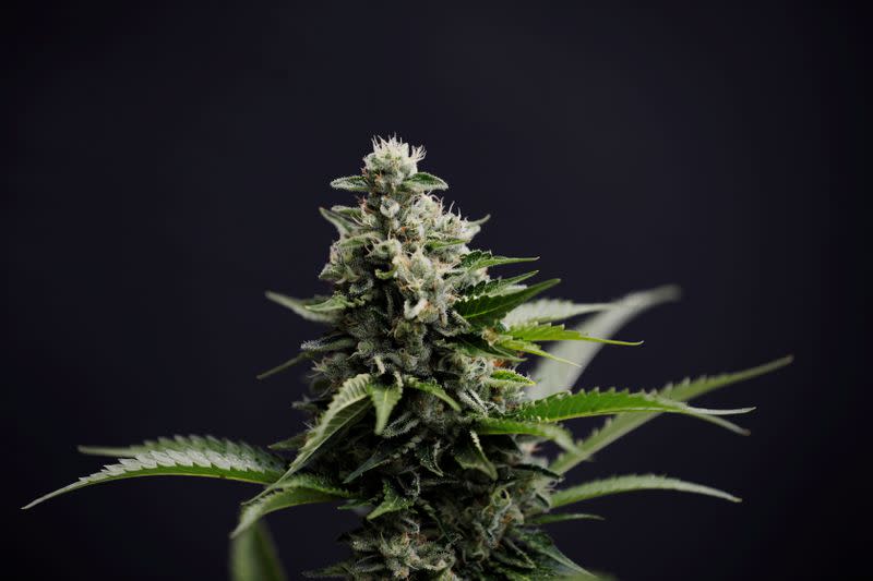 FILE PHOTO: Part of a medical cannabis plant is seen at Pharmocann, an Israeli medical cannabis company in northern Israel