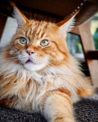 <p>Nacho Flay/ Instagram</p> Bobby Flay's cat, Nacho