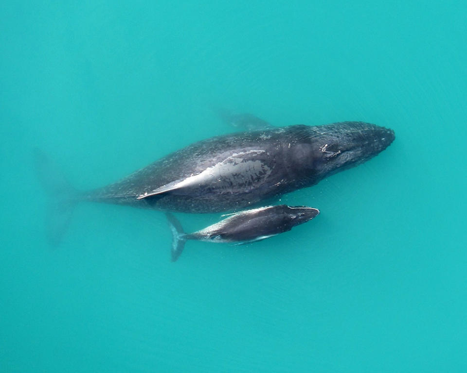 'Whispering' Whales: Humpback Calves Speak Softly to Mom