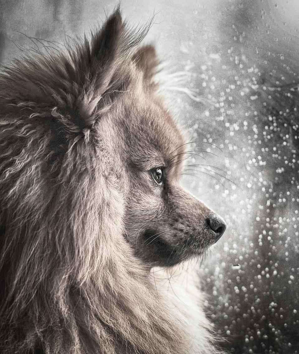 <strong>Third Place</strong><br />"A Winter's Storm"<br />Hugo, Pomeranian, U.K.