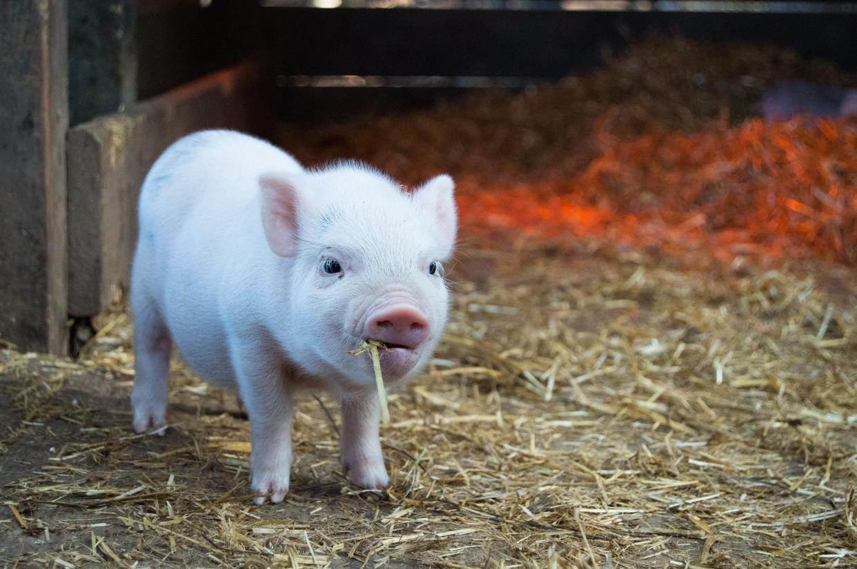 piglet mouthful