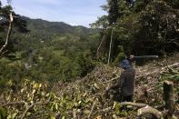 A man uses a machete to clear land to make way for a corn plantation in Polewali Mandar, South Sulawesi, Indonesia, Sunday, April 21, 2024. From trees felled in protected national parks to massive swaths of jungle razed for palm oil and paper plantations, Indonesia had a 27% uptick in primary forest loss in 2023 from the previous year, according to a World Resources Institute analysis of new deforestation data. (AP Photo/Yusuf Wahil)