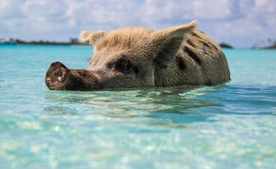 Island life: The Bahamas is home to swimming pigs  (Unsplash)