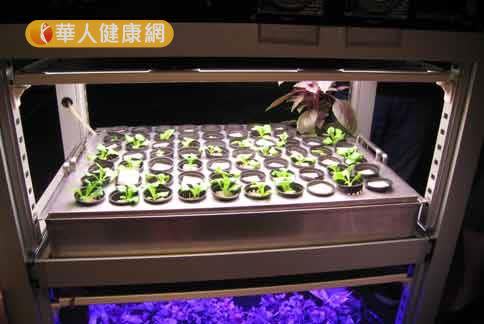 植物藉由光合作用製造生長所需的糖，會影響根部以外的微生物養分吸收。（圖片／情境照）