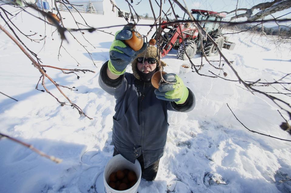 Orchard Manager Gilles Drille gathers apples from a tree for the ice harvest to make ice cider on the 430-acre apple orchard and cidery at Domaine Pinnacle in Frelighsburg, Quebec, December 16, 2013. REUTERS/Christinne Muschi (CANADA - Tags: SOCIETY)