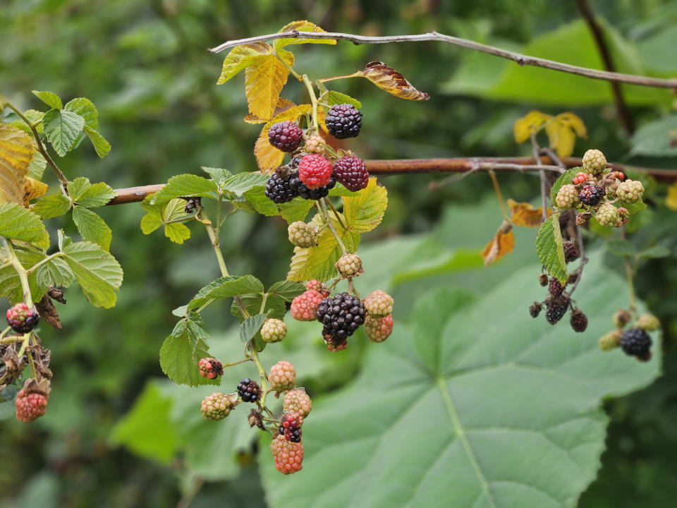 A portrait mode shot of a blackberry vine taken with the Samsung Galaxy Z Fold 5