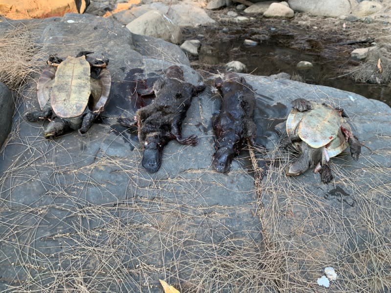 Two deceased platypus are seen in this image released by Aussie Ark