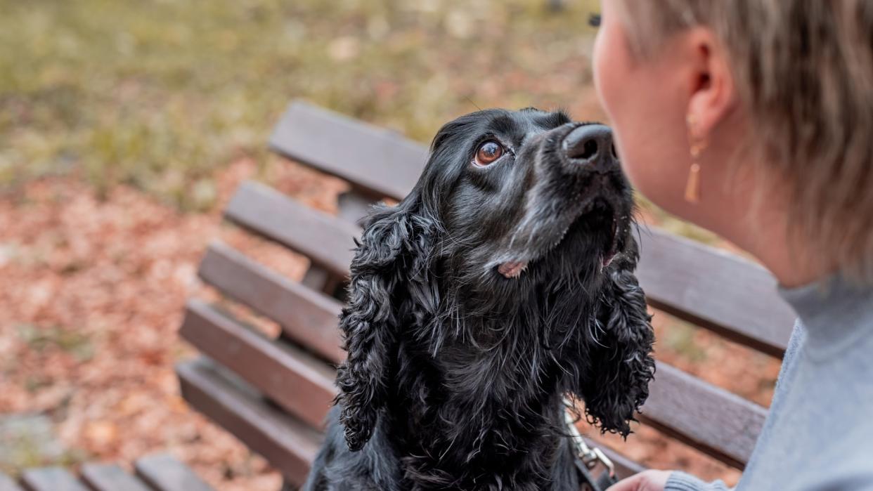  Black Cocker Spaniel sitting on the bench outdoors in the park with owner. 