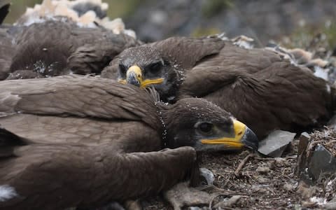 The programme is tracking 13 steppe eagles to better understand threats to the critically endangered species - Credit: Yelena Shnaider/Telegram