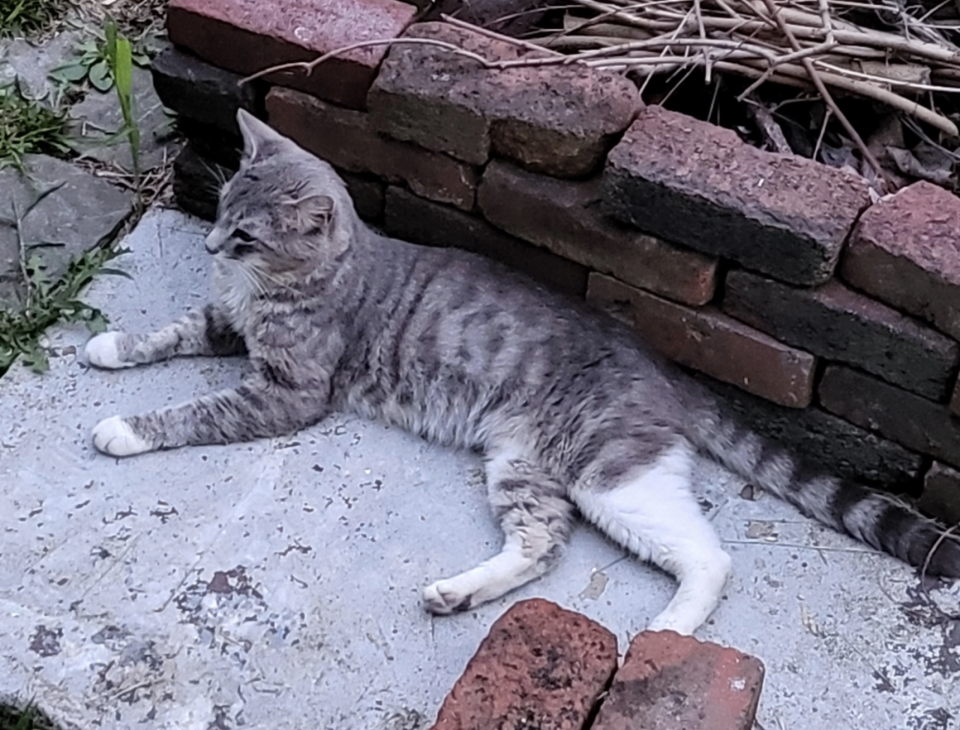 Gray and white cat lying down beside some bricks and twigs