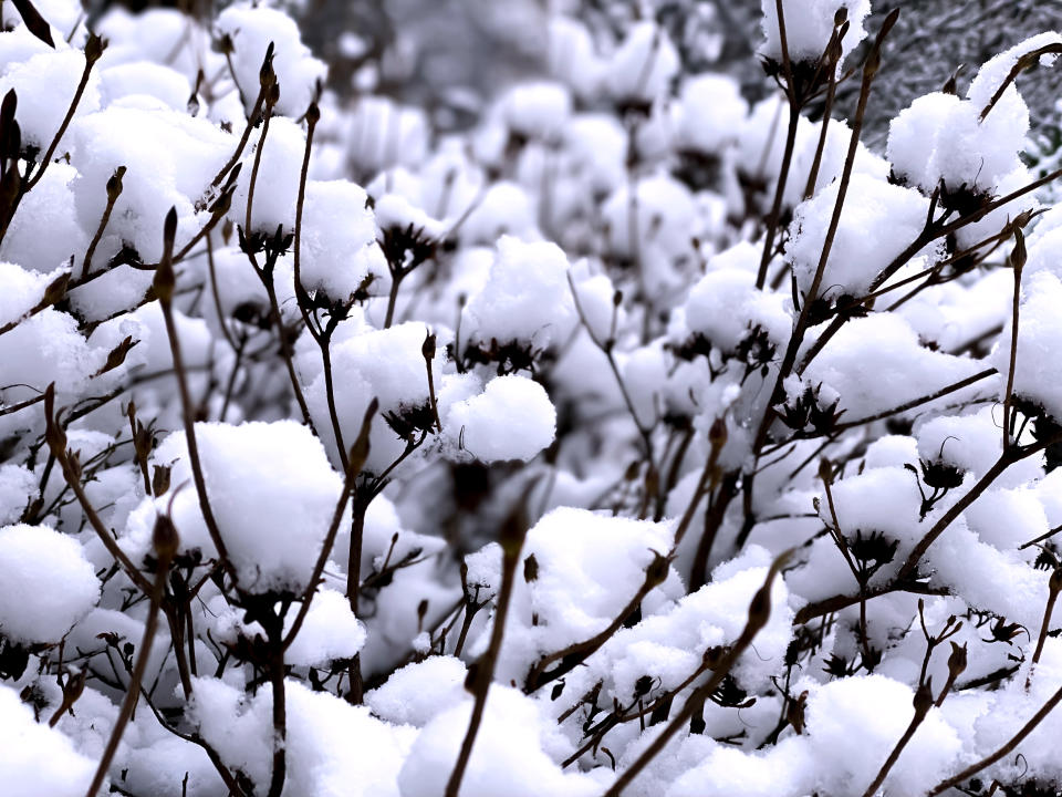 azalea with snow covered branches in winter