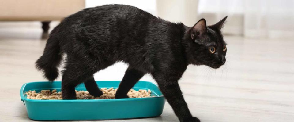 Cute black cat walking out of litter box