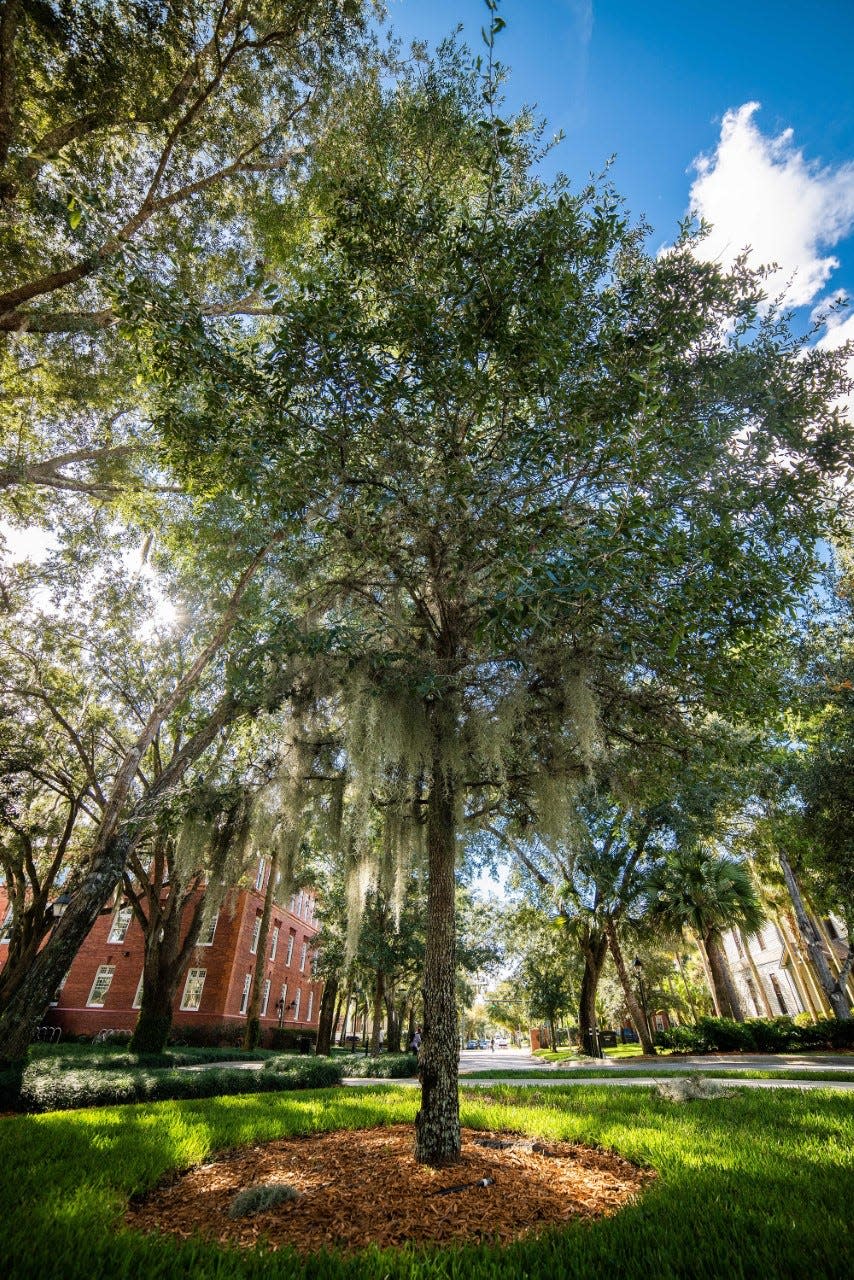 Stetson University in DeLand is one of eight Florida schools to make the Princeton Review's list of Green Colleges for 2023.