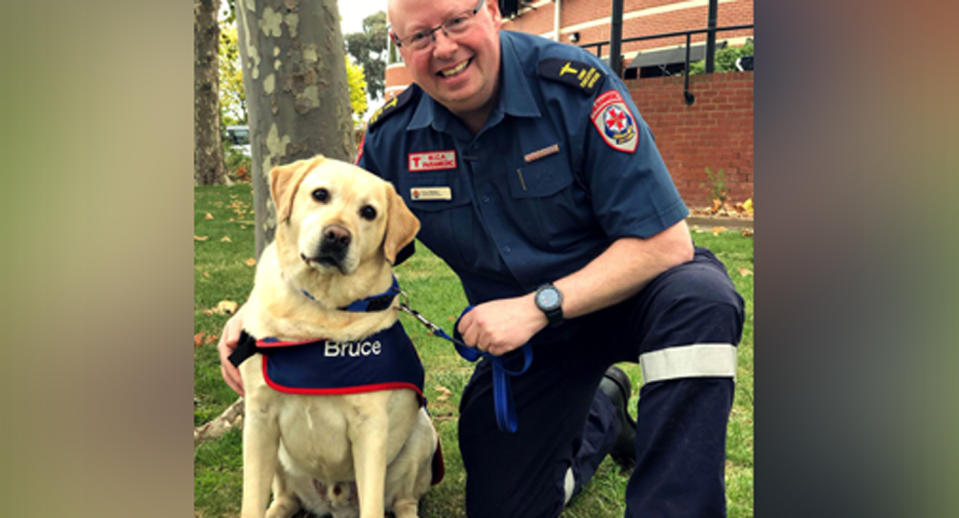 Ambulance Victoria’s newest recruit is a peer support dog named Bruce. Source: @AmbulanceVic/ Twitter