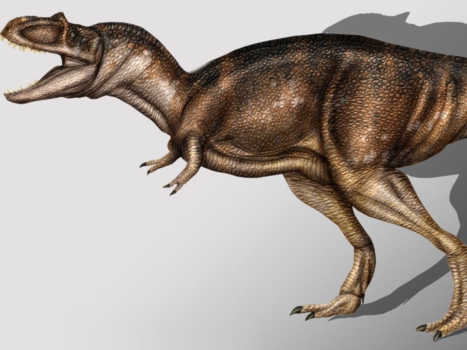 Albertosaurus_sarcophagus_copia