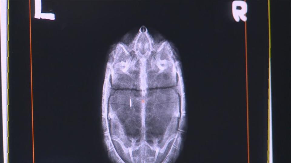 「食蛇龜」體內晶片滑落　醫院斷層掃描幫忙找