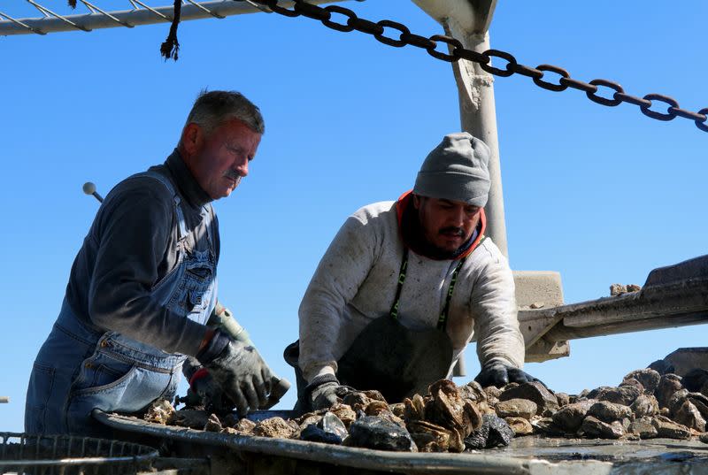 Oystermen sift through rocks and shells to find oysters, in Galveston Bay