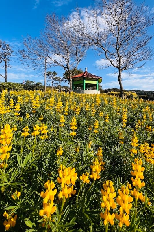 2024桃園魯冰花季將登場 2024桃園魯冰花季將於24日登場，今年花季由龍潭區 大北坑、三水與三和社區共同種植10公頃魯冰花，規 模更勝2023年種植範圍約8.45公頃。 （桃園市政府客家事務局提供） 中央社記者吳睿騏桃園傳真  113年2月19日 